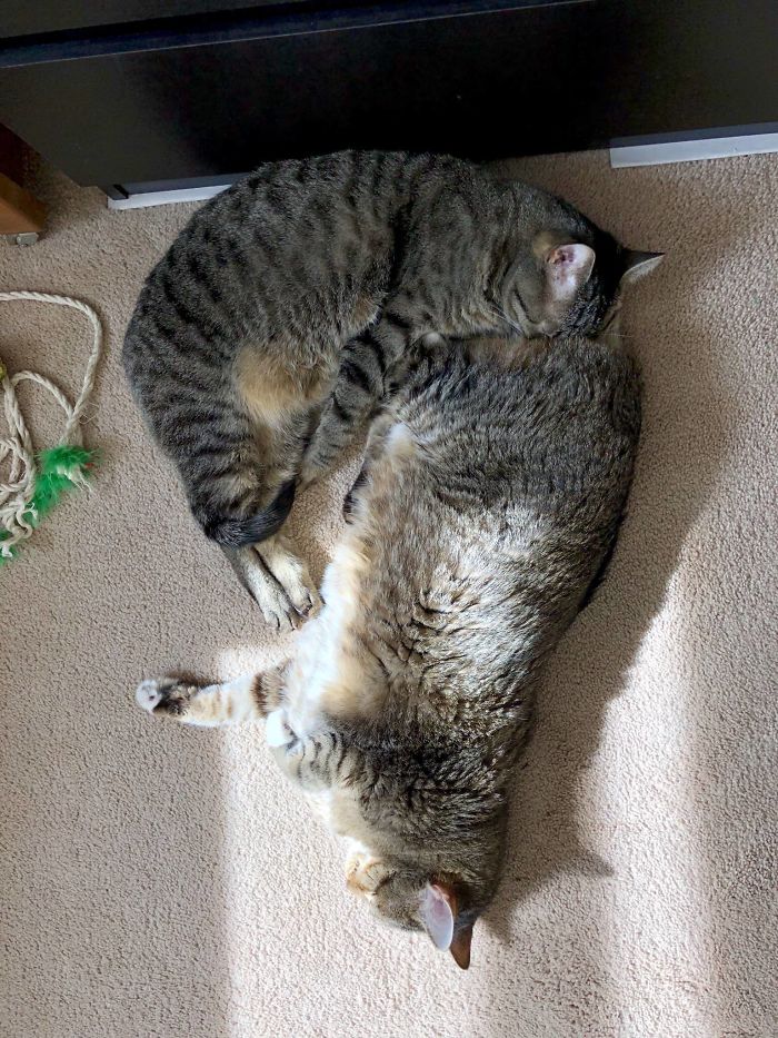 40 Times People Caught Their Cats Sleeping Together In Such Weird Positions, They Just Had To Share The Pics Online