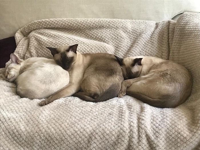 40 Times People Caught Their Cats Sleeping Together In Such Weird Positions, They Just Had To Share The Pics Online