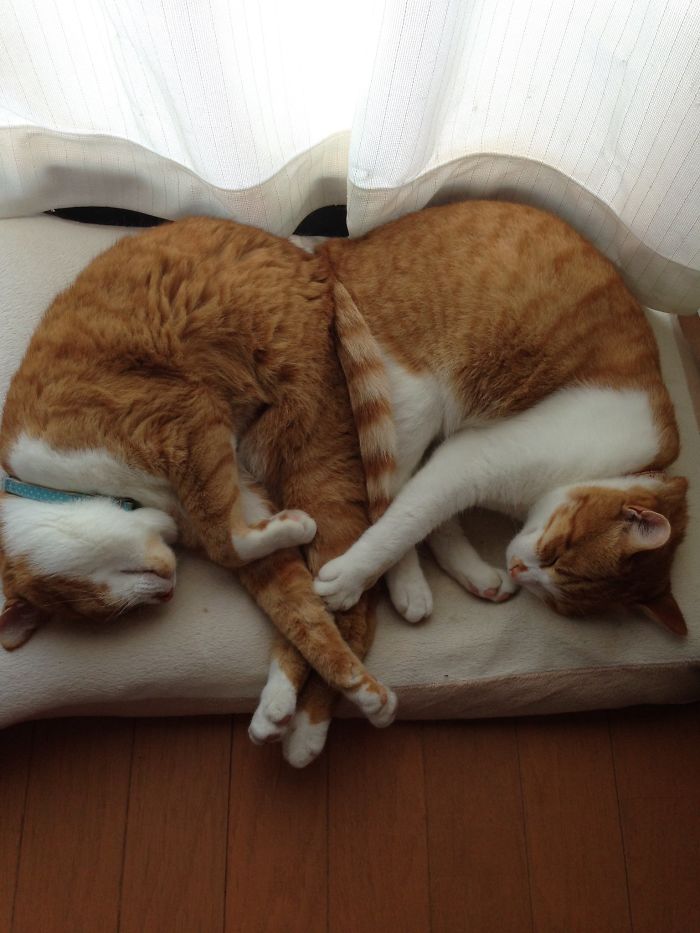 40 Times People Caught Their Cats Sleeping Together In Such Weird Positions, They Just Had To Share The Pics Online