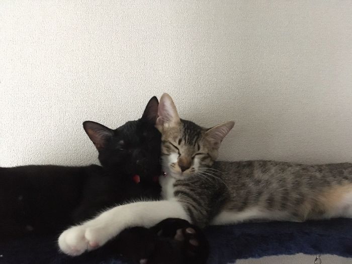 40 Times People Caught Their Cats Sleeping Together In Such Weird Positions, They Just Had To Share The Pics Online