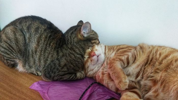 40 Times People Caught Their Cats Sleeping Together In Such Weird Positions, They Just Had To Share The Pics Online