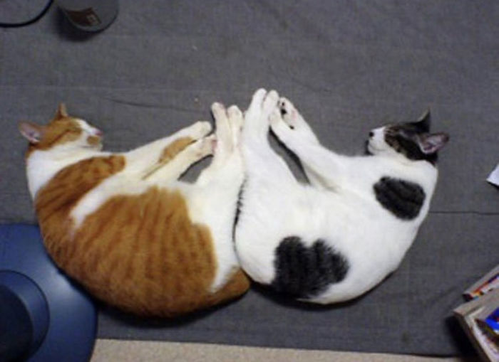 40 Times People Caught Their Cats Sleeping Together In Such Weird Positions, They Just Had To Share The Pics Online