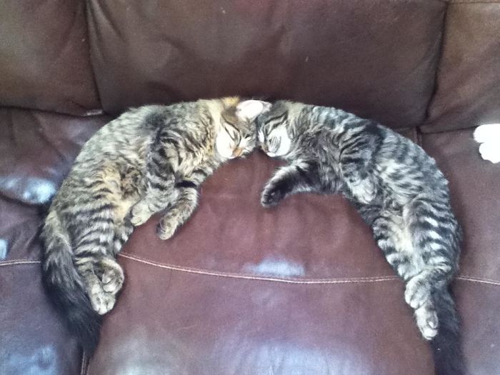 40 Times People Caught Their Cats Sleeping Together In Such Weird Positions, They Just Had To Share The Pics Online