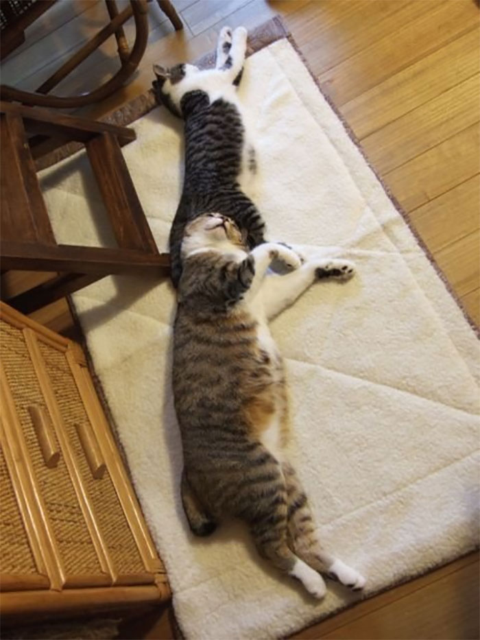 40 Times People Caught Their Cats Sleeping Together In Such Weird Positions, They Just Had To Share The Pics Online