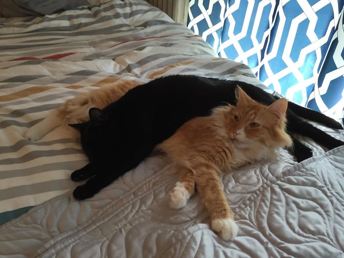 40 Times People Caught Their Cats Sleeping Together In Such Weird Positions, They Just Had To Share The Pics Online