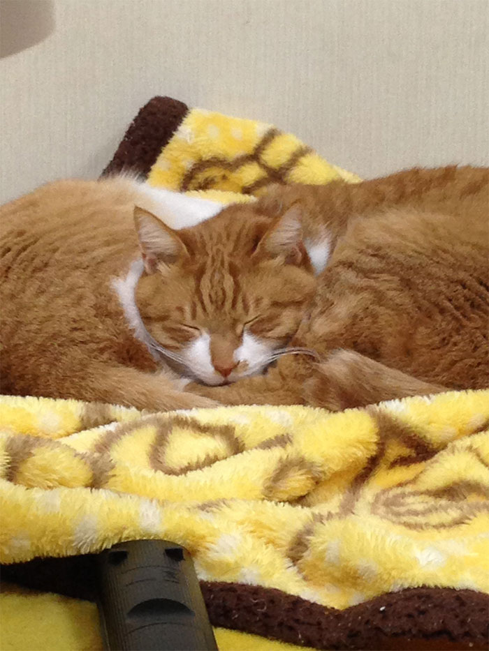 40 Times People Caught Their Cats Sleeping Together In Such Weird Positions, They Just Had To Share The Pics Online