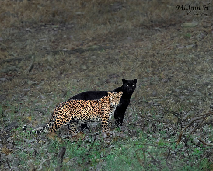 “I Could Wait 6 Years For A Moment Like This”: Wildlife Photographer Waits 6 Days For A Perfect Leopard And A Black Panther Shot “I Could Wait 6 Years For A Moment Like This”: Wildlife Photographer Waits 6 Days For A Perfect Leopard And A Black Panther Shot