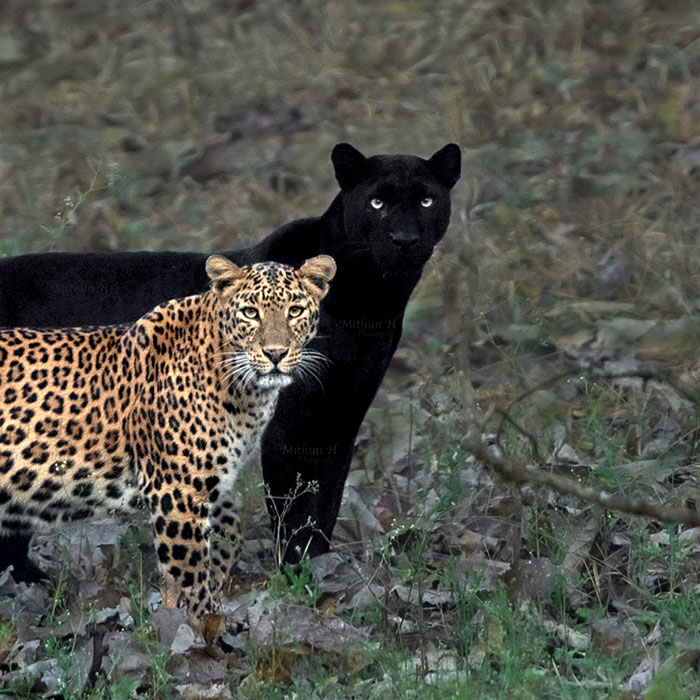 “I Could Wait 6 Years For A Moment Like This”: Wildlife Photographer Waits 6 Days For A Perfect Leopard And A Black Panther Shot “I Could Wait 6 Years For A Moment Like This”: Wildlife Photographer Waits 6 Days For A Perfect Leopard And A Black Panther Shot