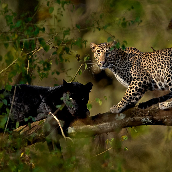 “I Could Wait 6 Years For A Moment Like This”: Wildlife Photographer Waits 6 Days For A Perfect Leopard And A Black Panther Shot “I Could Wait 6 Years For A Moment Like This”: Wildlife Photographer Waits 6 Days For A Perfect Leopard And A Black Panther Shot