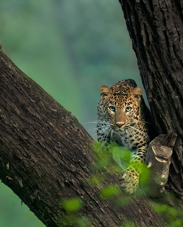 “I Could Wait 6 Years For A Moment Like This”: Wildlife Photographer Waits 6 Days For A Perfect Leopard And A Black Panther Shot “I Could Wait 6 Years For A Moment Like This”: Wildlife Photographer Waits 6 Days For A Perfect Leopard And A Black Panther Shot