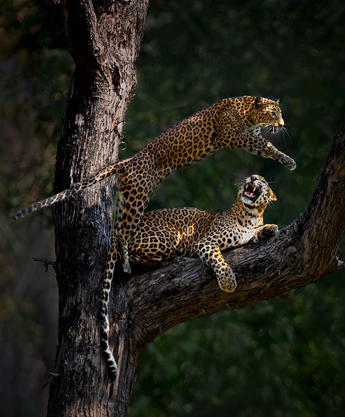 “I Could Wait 6 Years For A Moment Like This”: Wildlife Photographer Waits 6 Days For A Perfect Leopard And A Black Panther Shot “I Could Wait 6 Years For A Moment Like This”: Wildlife Photographer Waits 6 Days For A Perfect Leopard And A Black Panther Shot