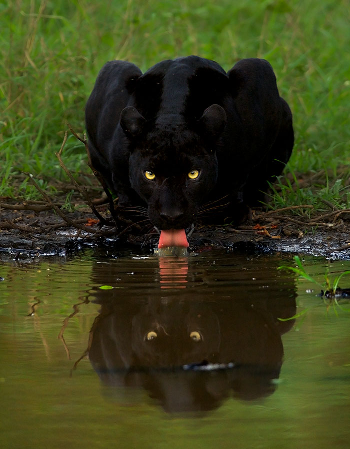 “I Could Wait 6 Years For A Moment Like This”: Wildlife Photographer Waits 6 Days For A Perfect Leopard And A Black Panther Shot “I Could Wait 6 Years For A Moment Like This”: Wildlife Photographer Waits 6 Days For A Perfect Leopard And A Black Panther Shot
