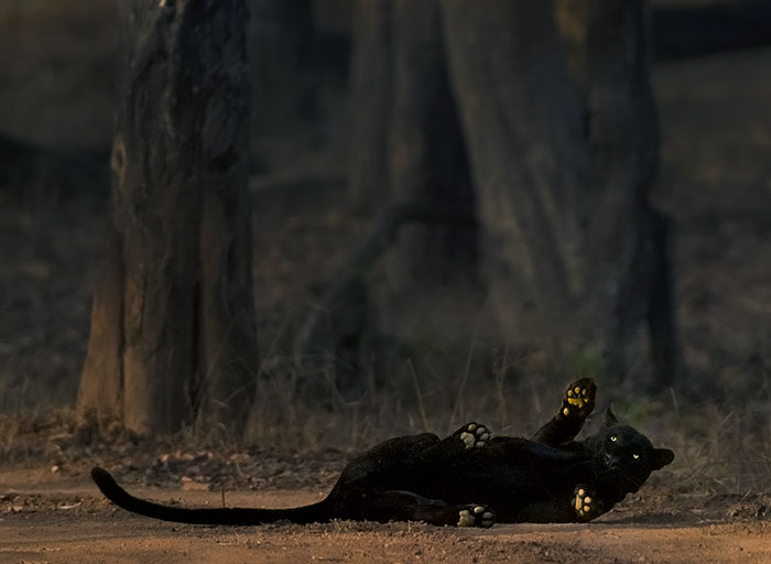 “I Could Wait 6 Years For A Moment Like This”: Wildlife Photographer Waits 6 Days For A Perfect Leopard And A Black Panther Shot “I Could Wait 6 Years For A Moment Like This”: Wildlife Photographer Waits 6 Days For A Perfect Leopard And A Black Panther Shot