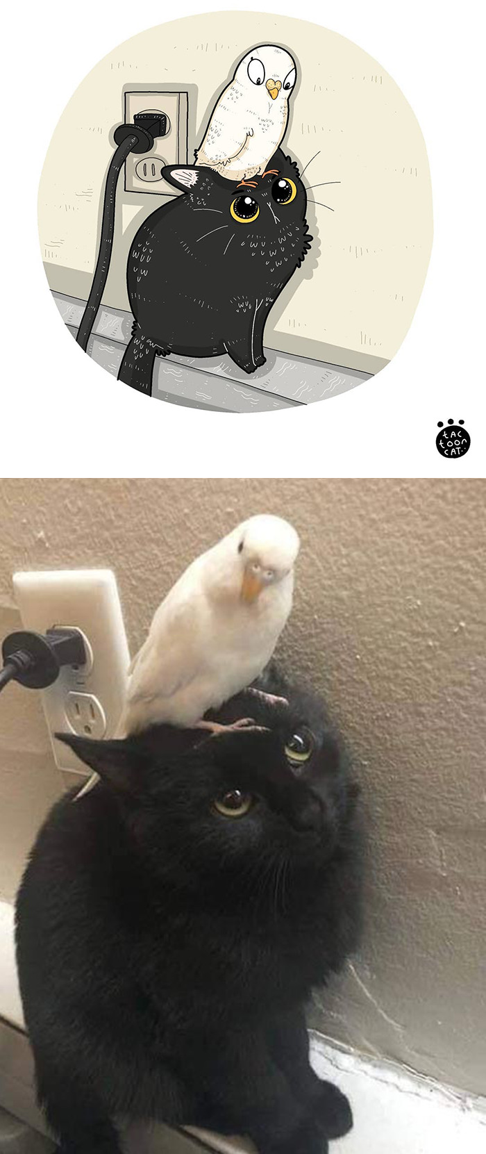 30 Of The Funniest Internet-Famous Cat Pics Get Illustrated By Tactooncat