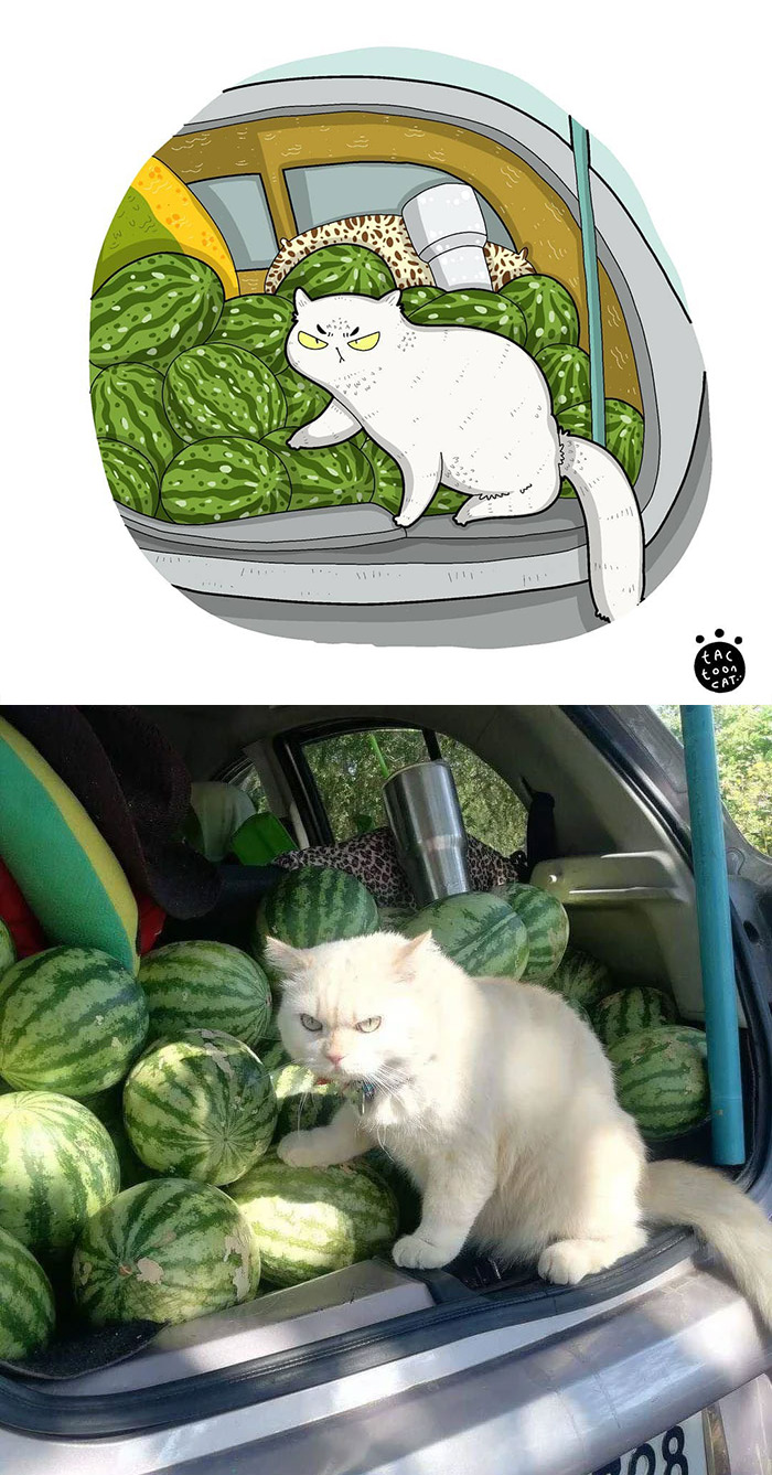 30 Of The Funniest Internet-Famous Cat Pics Get Illustrated By Tactooncat