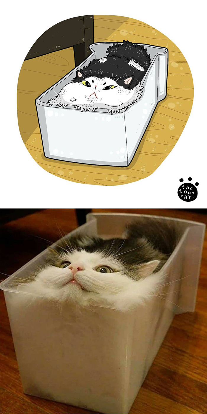30 Of The Funniest Internet-Famous Cat Pics Get Illustrated By Tactooncat