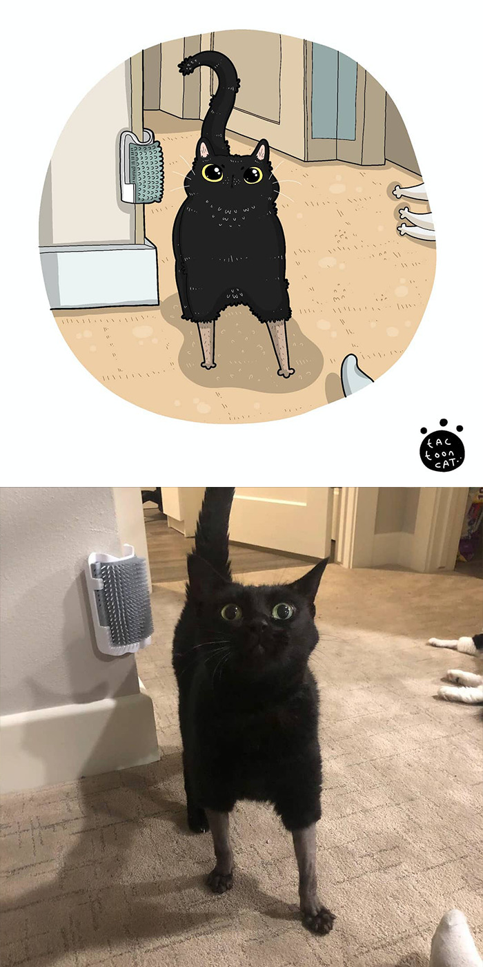30 Of The Funniest Internet-Famous Cat Pics Get Illustrated By Tactooncat