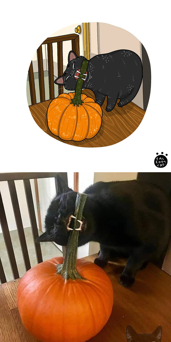 30 Of The Funniest Internet-Famous Cat Pics Get Illustrated By Tactooncat