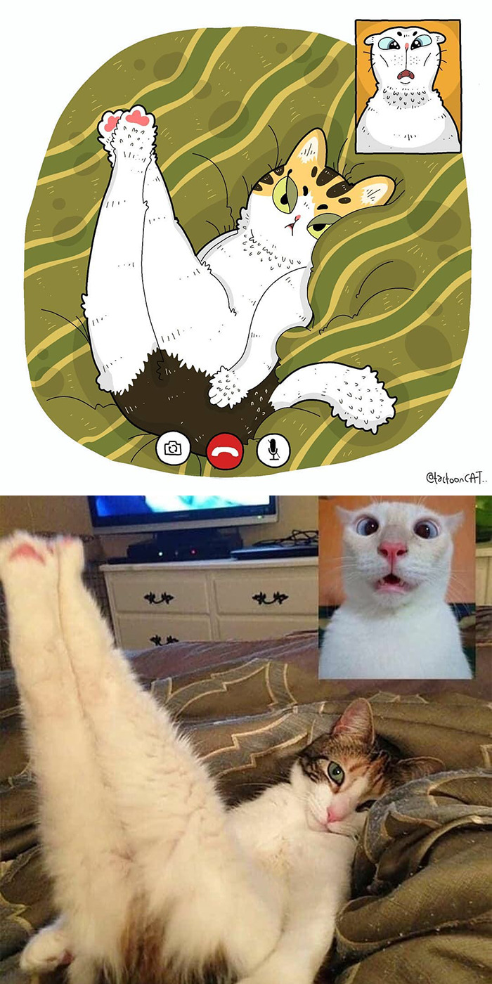 30 Of The Funniest Internet-Famous Cat Pics Get Illustrated By Tactooncat