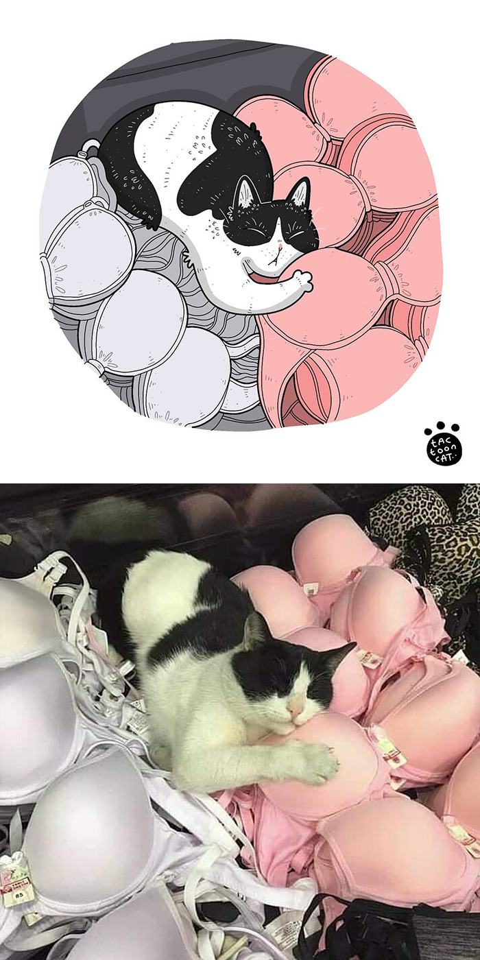 30 Of The Funniest Internet-Famous Cat Pics Get Illustrated By Tactooncat