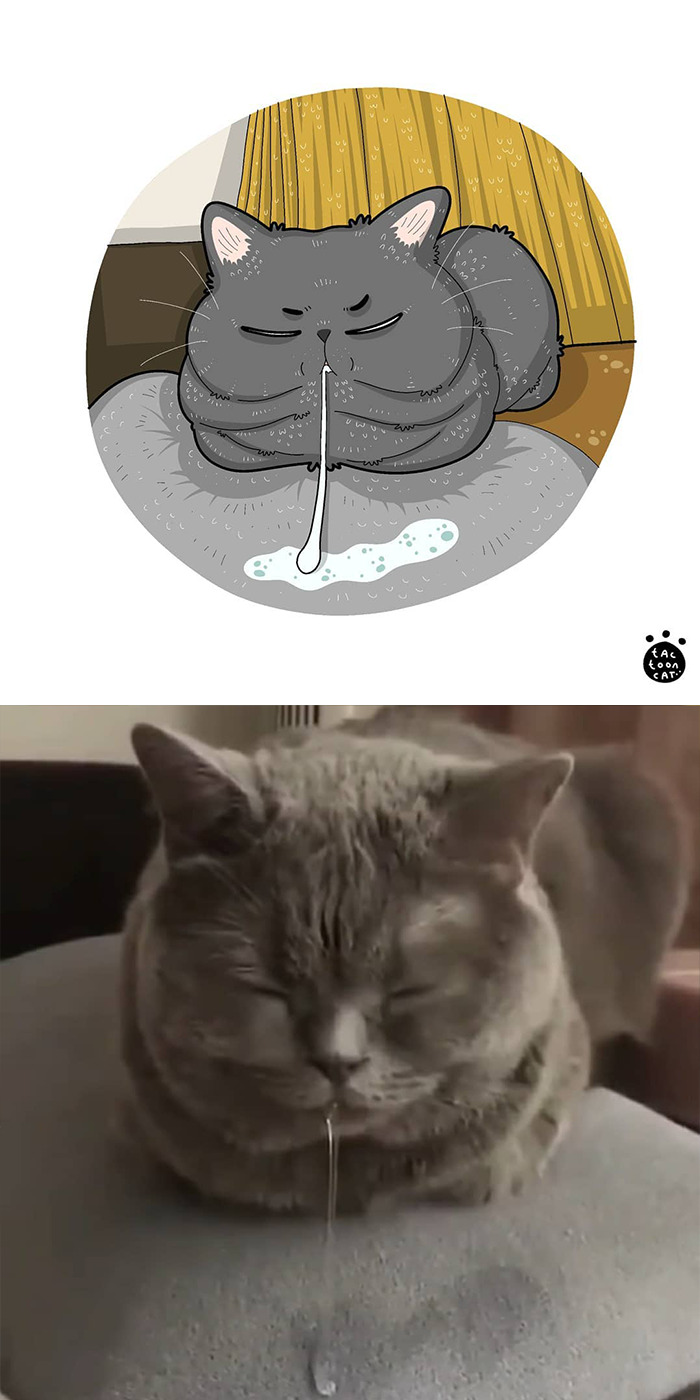 30 Of The Funniest Internet-Famous Cat Pics Get Illustrated By Tactooncat