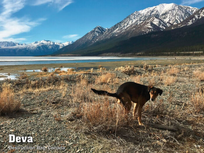 2021 Pooping Dogs Calendar Is Finally Here, And This Year Contains A Puzzle