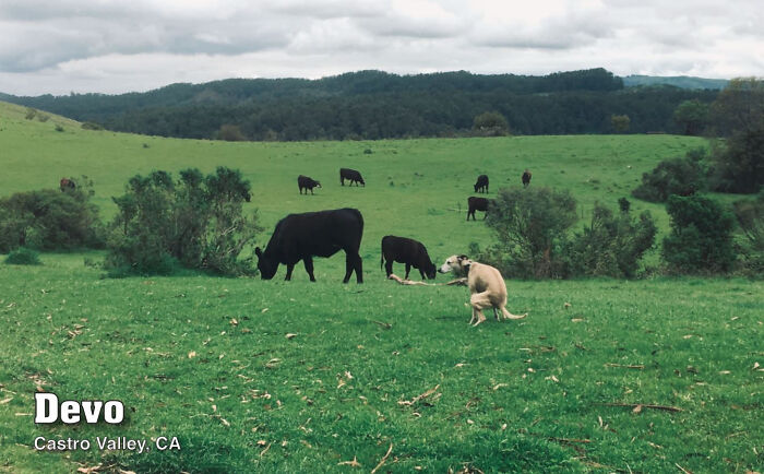 2021 Pooping Dogs Calendar Is Finally Here, And This Year Contains A Puzzle