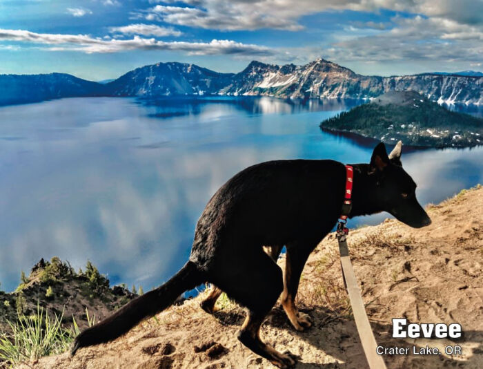2021 Pooping Dogs Calendar Is Finally Here, And This Year Contains A Puzzle