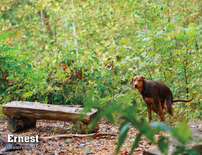 2021 Pooping Dogs Calendar Is Finally Here, And This Year Contains A Puzzle