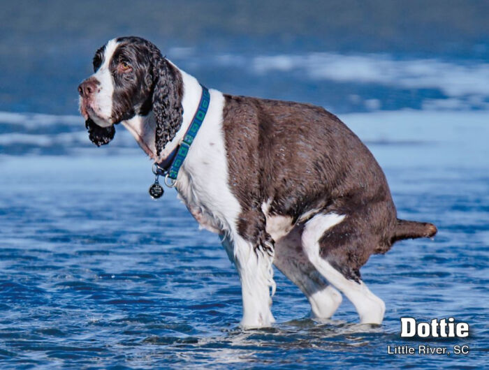 2021 Pooping Dogs Calendar Is Finally Here, And This Year Contains A Puzzle