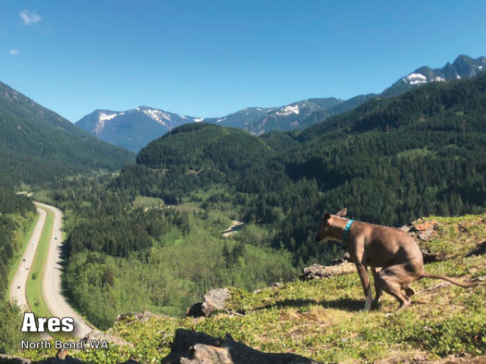 2021 Pooping Dogs Calendar Is Finally Here, And This Year Contains A Puzzle