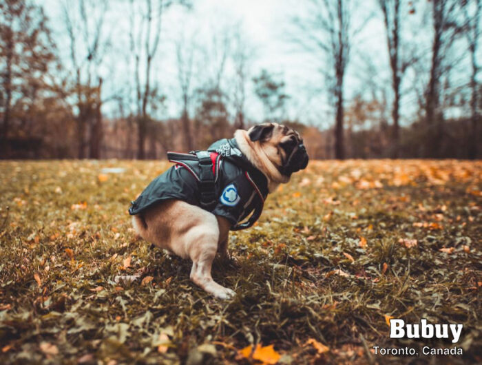 2021 Pooping Dogs Calendar Is Finally Here, And This Year Contains A Puzzle