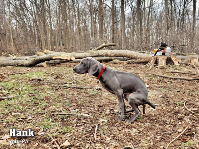 2021 Pooping Dogs Calendar Is Finally Here, And This Year Contains A Puzzle