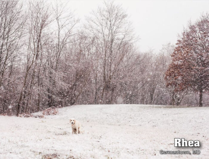 2021 Pooping Dogs Calendar Is Finally Here, And This Year Contains A Puzzle