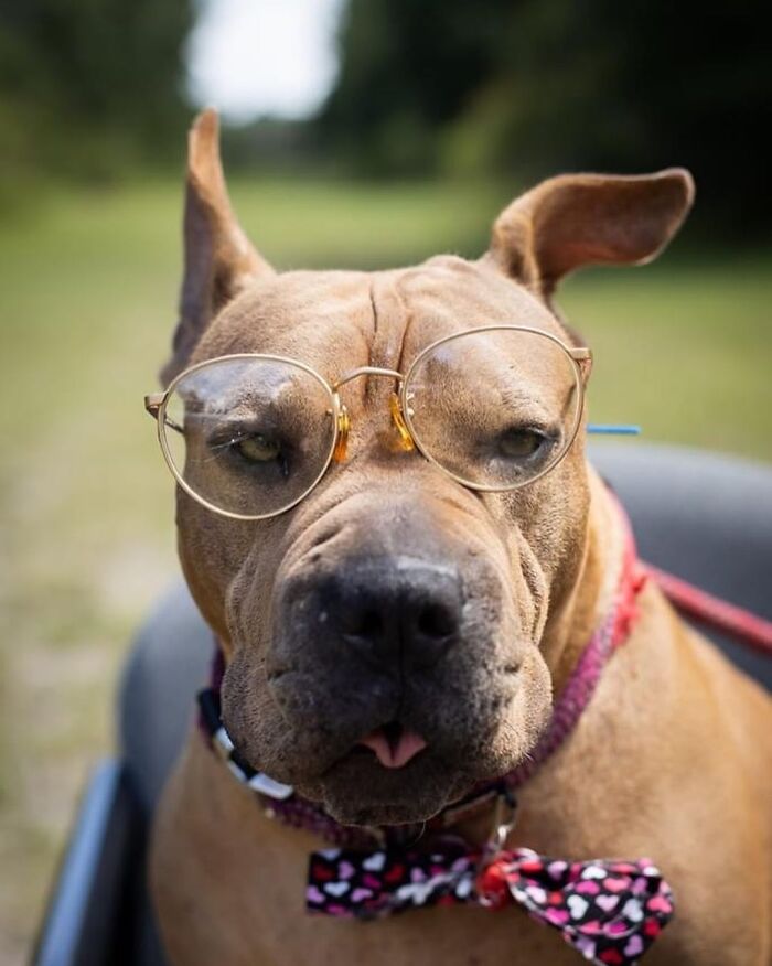 This Shelter Dressed Up Elderly Cats And Dogs As If They Were Senior Citizens For An Adoption Photoshoot (37 Pics)