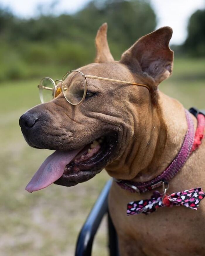 This Shelter Dressed Up Elderly Cats And Dogs As If They Were Senior Citizens For An Adoption Photoshoot (37 Pics)