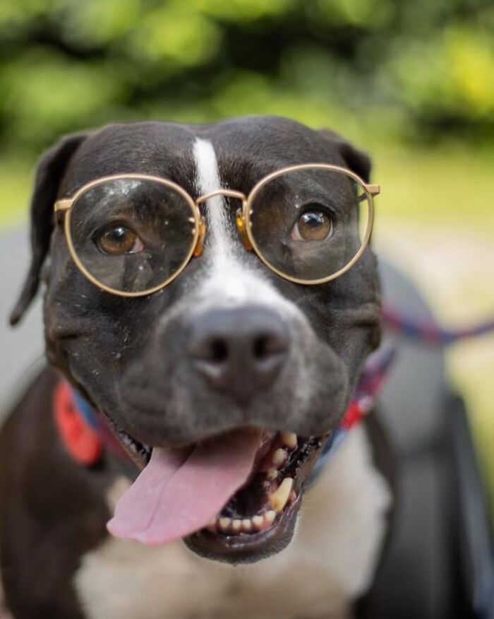 This Shelter Dressed Up Elderly Cats And Dogs As If They Were Senior Citizens For An Adoption Photoshoot (37 Pics)