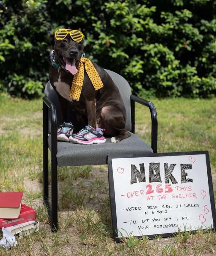 This Shelter Dressed Up Elderly Cats And Dogs As If They Were Senior Citizens For An Adoption Photoshoot (37 Pics)
