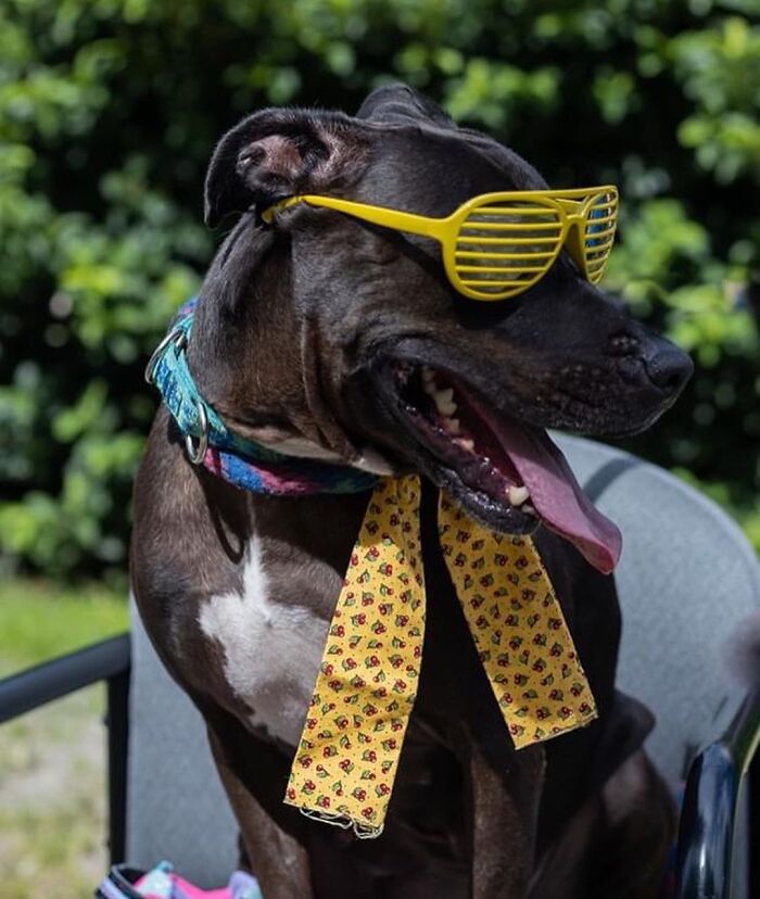 This Shelter Dressed Up Elderly Cats And Dogs As If They Were Senior Citizens For An Adoption Photoshoot (37 Pics)