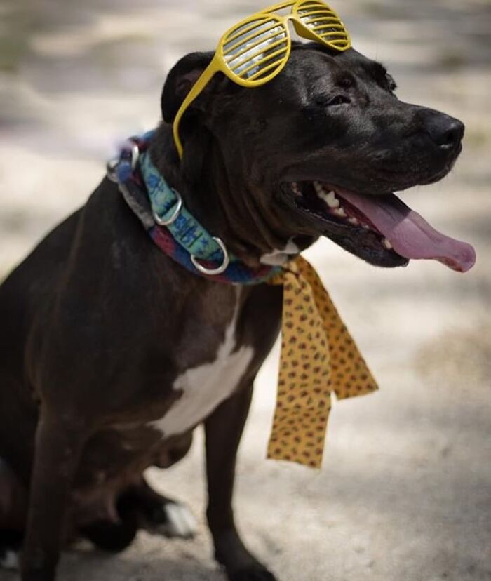 This Shelter Dressed Up Elderly Cats And Dogs As If They Were Senior Citizens For An Adoption Photoshoot (37 Pics)