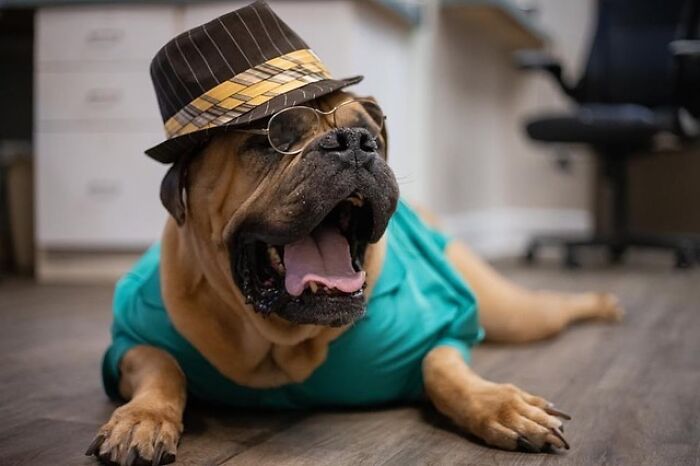 This Shelter Dressed Up Elderly Cats And Dogs As If They Were Senior Citizens For An Adoption Photoshoot (37 Pics)