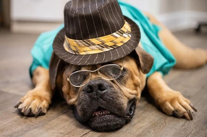 This Shelter Dressed Up Elderly Cats And Dogs As If They Were Senior Citizens For An Adoption Photoshoot (37 Pics)