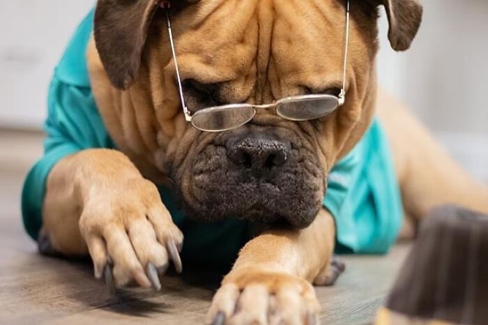 This Shelter Dressed Up Elderly Cats And Dogs As If They Were Senior Citizens For An Adoption Photoshoot (37 Pics)