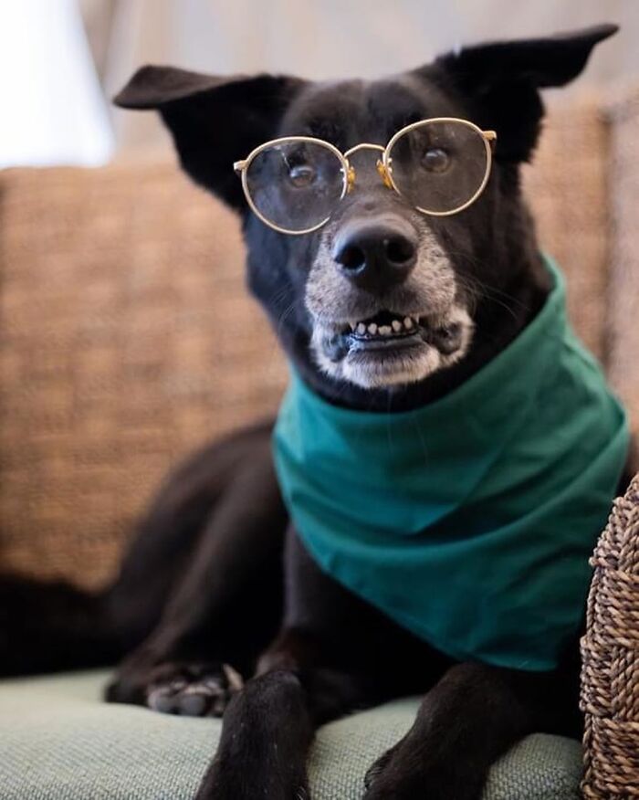 This Shelter Dressed Up Elderly Cats And Dogs As If They Were Senior Citizens For An Adoption Photoshoot (37 Pics)