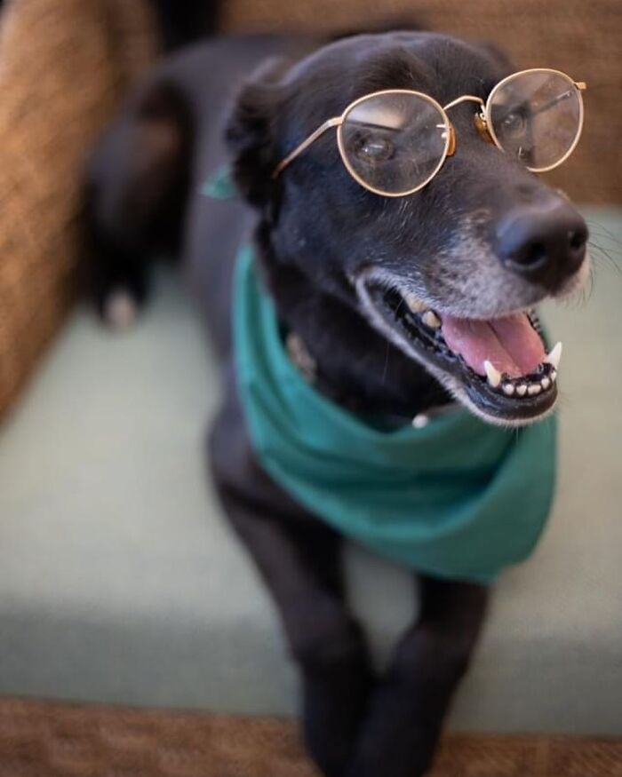 This Shelter Dressed Up Elderly Cats And Dogs As If They Were Senior Citizens For An Adoption Photoshoot (37 Pics)