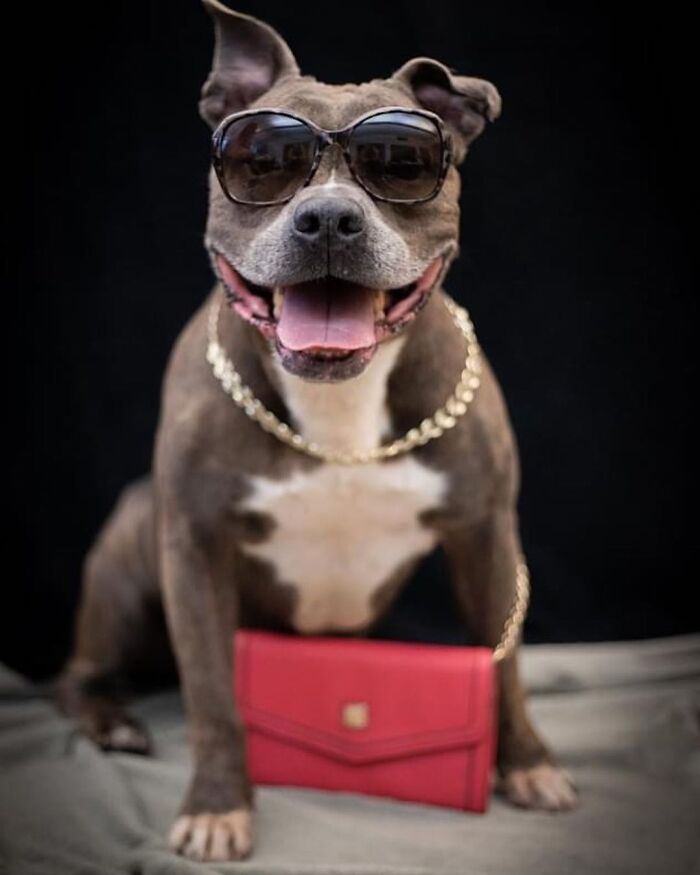 This Shelter Dressed Up Elderly Cats And Dogs As If They Were Senior Citizens For An Adoption Photoshoot (37 Pics)
