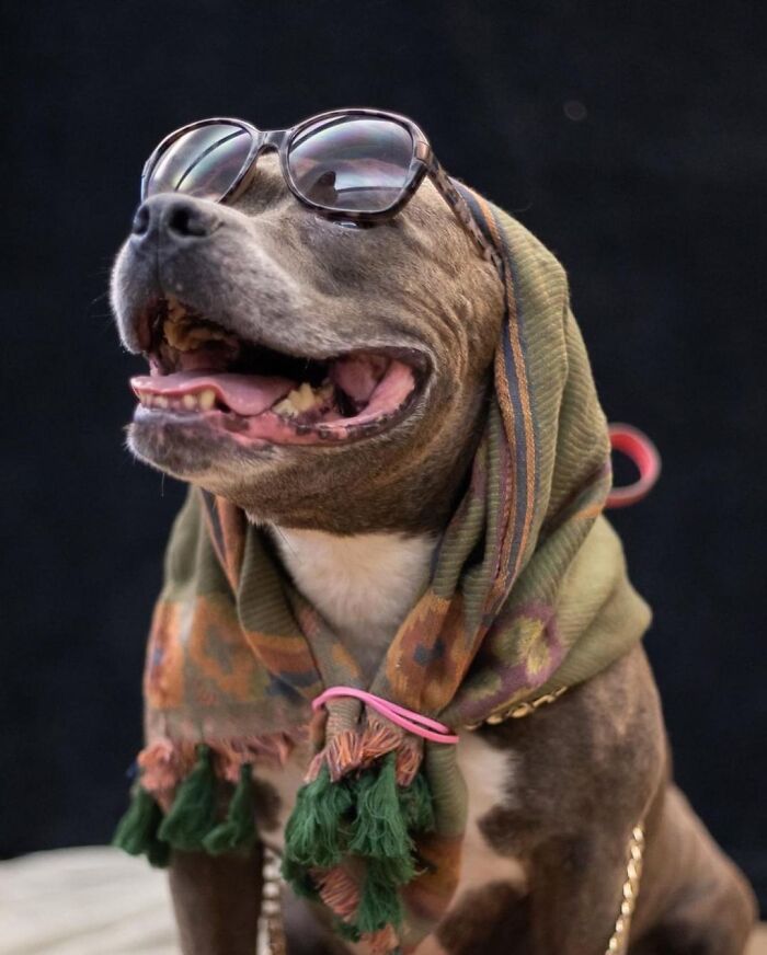 This Shelter Dressed Up Elderly Cats And Dogs As If They Were Senior Citizens For An Adoption Photoshoot (37 Pics)