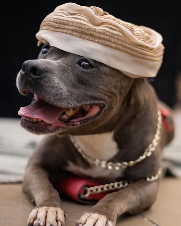 This Shelter Dressed Up Elderly Cats And Dogs As If They Were Senior Citizens For An Adoption Photoshoot (37 Pics)