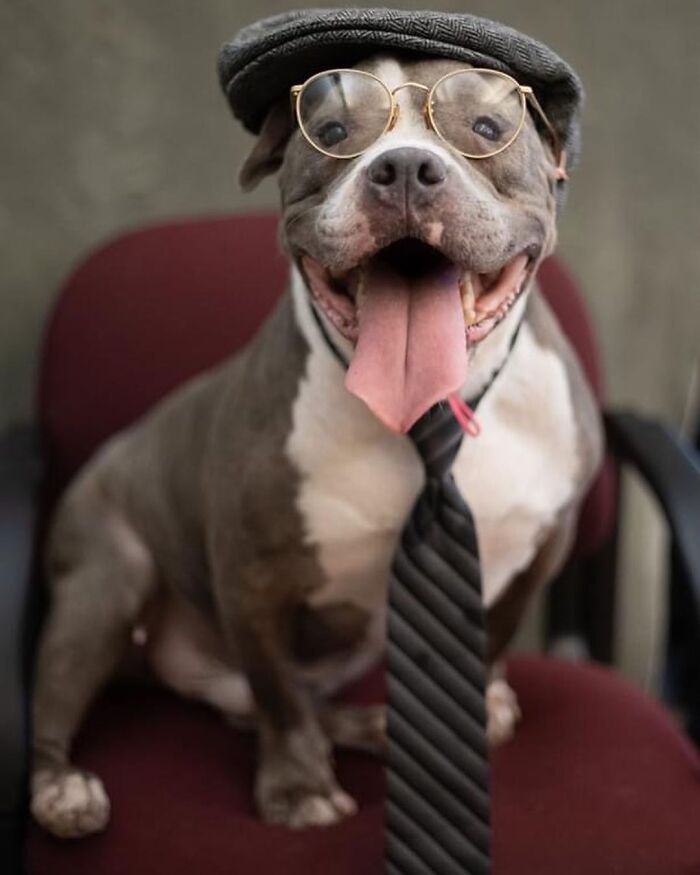 This Shelter Dressed Up Elderly Cats And Dogs As If They Were Senior Citizens For An Adoption Photoshoot (37 Pics)