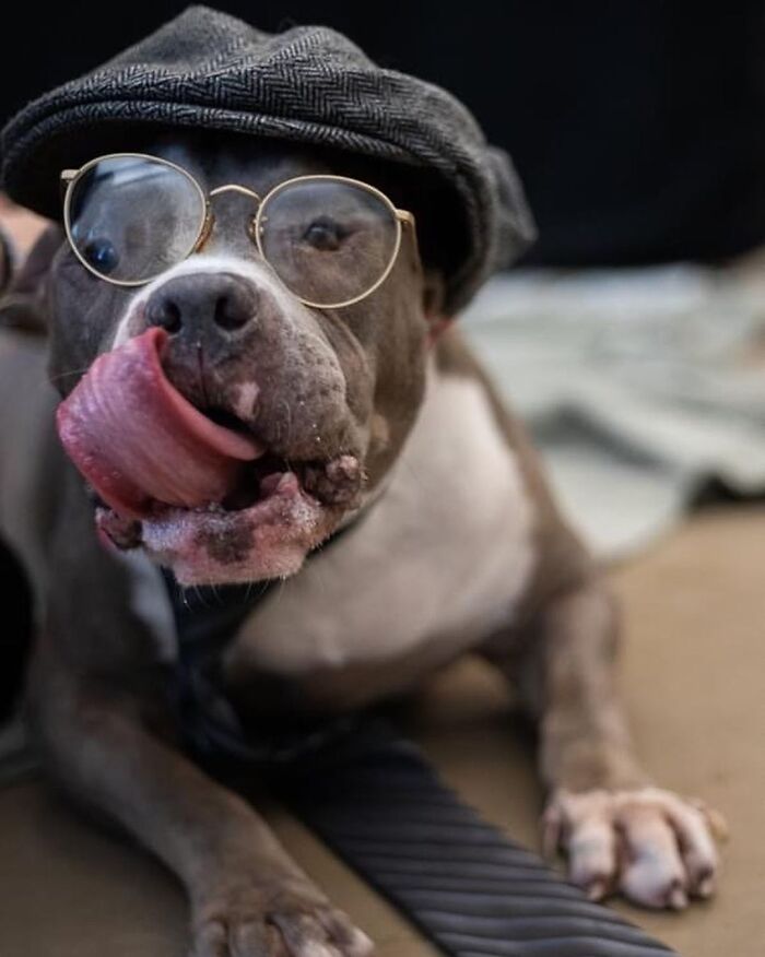 This Shelter Dressed Up Elderly Cats And Dogs As If They Were Senior Citizens For An Adoption Photoshoot (37 Pics)